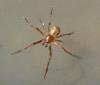 Parasteatoda tepidariorum